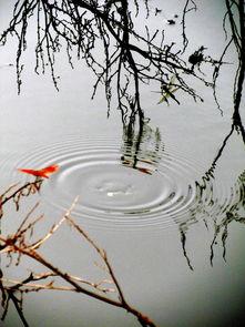 水墨丹青爆料视频,揭秘水墨画艺术魅力背后的故事  第1张